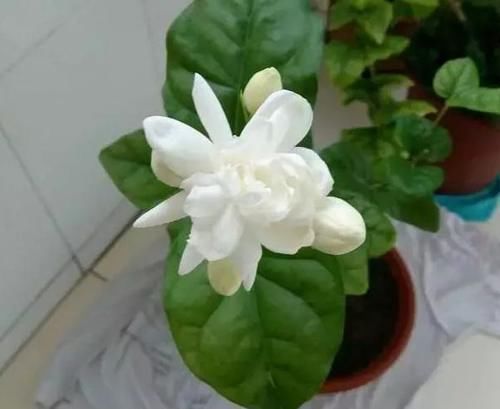  茉莉花|冬天养不好茉莉、栀子？学会这些，管叫植株枝粗叶茂、花开早