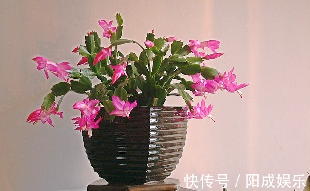 蟹爪兰掉花苞,原来不开花是这些因素导致的,花友们要注意