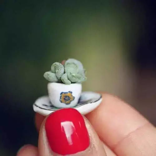 透气性|给多肉植物挑选花盆千万不要只看外表!材质大小选不对,容易黑腐烂根没状态