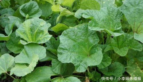 解酒|爱喝酒的人一定要认识的一种野菜，能解酒还能清肠道，多吃保健康