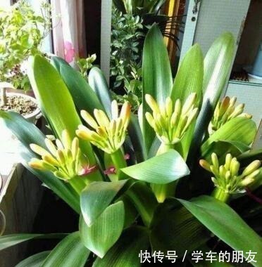 户外挖“2种土”养花,君子兰长得像“大白菜”,茉莉花“爆盆”!