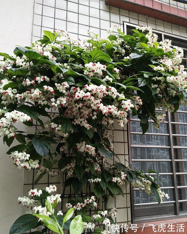 新型观赏花木，夏季盛花，容易成花墙，皮实好养，室内盆栽也可以