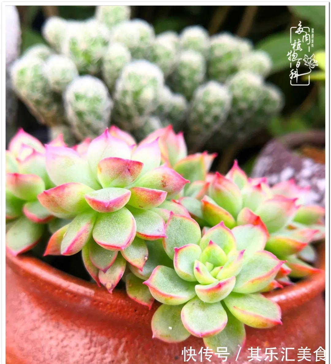 胧月,它生了一场大病!