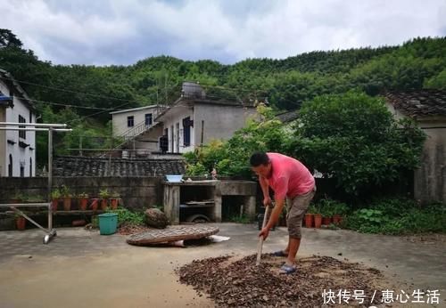 害虫|用什么可以去掉腐叶土里的虫？兰友：1块钱就解决