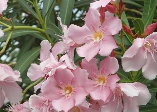 养花不能什么植物都往家里搬,5种花养在室内有隐患