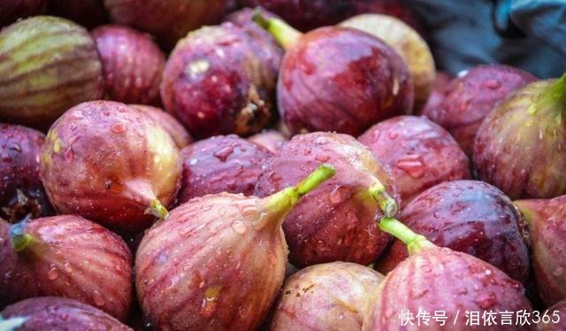 无花果开始结果,养护上做好几点,果实挂满枝头,还超甜