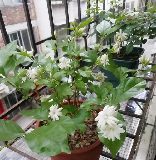 修剪|3种漂亮花，开完花快剪，浇一次肥，营养足，花开一茬接一茬