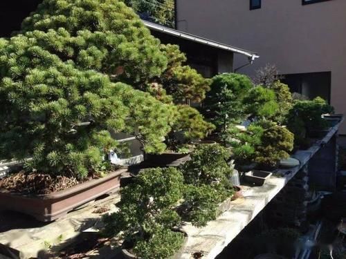 如何挑选好的盆景