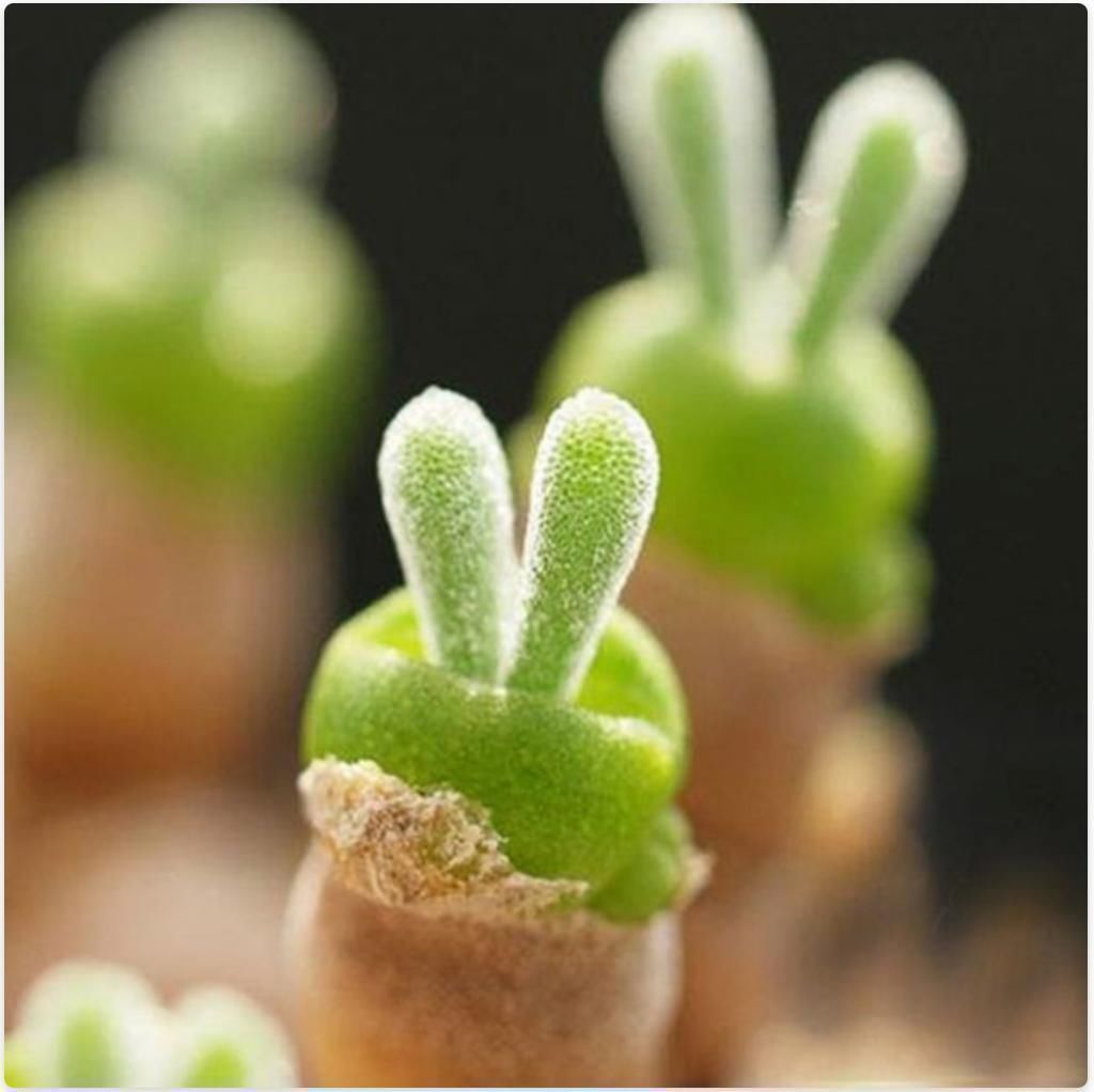 美丽的多肉植物美丽多彩的就像是来自另一个星球的产物