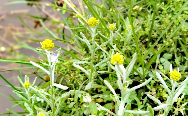 野菜|春天挖野菜,送你56种野菜大图片,带你见识不同的野菜和吃法