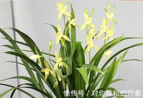 兰花|最爱开花的兰花,花色纯洁,香味浓郁,四季不落花,文人雅士最爱