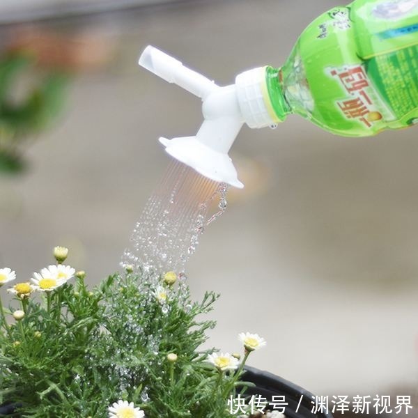 叶面|夏天喷水保湿，但是千万别喷这几种花，否则烂的透透的！