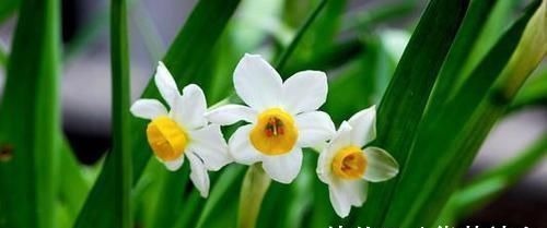 龙凤|出生在几点钟的孩子,是才子佳人,从小就优秀到大,是人中龙凤