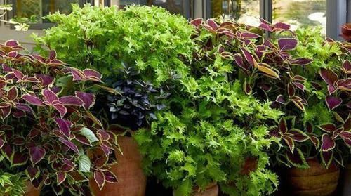 矾根|彩叶草、矾根、竹芋叶子像花一样美,家里养一盆,超漂亮