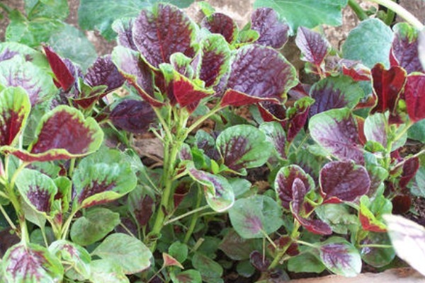 膳食纤维|野菜中的“3金刚”,钙含量竟是牛奶的7倍,遇见就赶快采摘回家吧