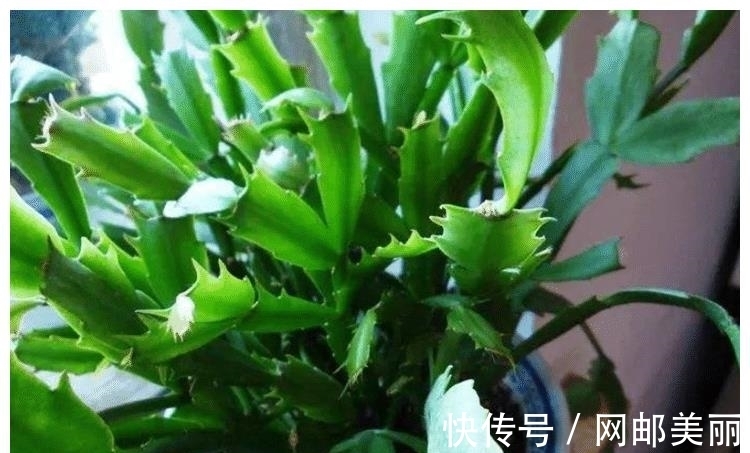 12月份可以扦插“2种花”,30天长成小盆栽,翻过年就能养开