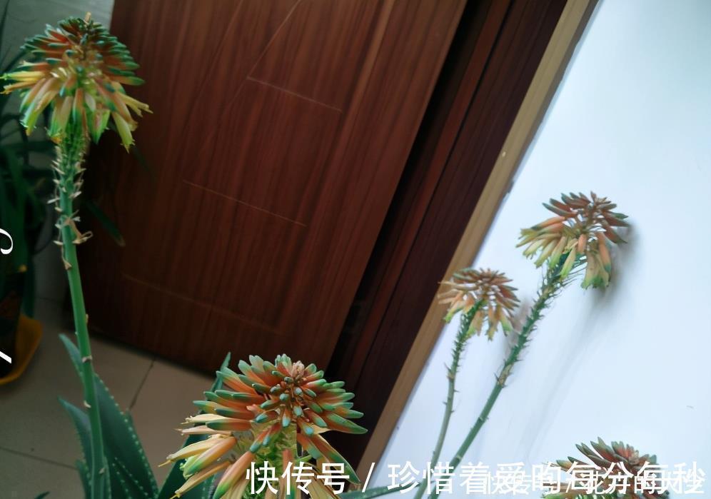 绿萝|这些“娇气花”,冻坏也别扔,剪一刀,救一命