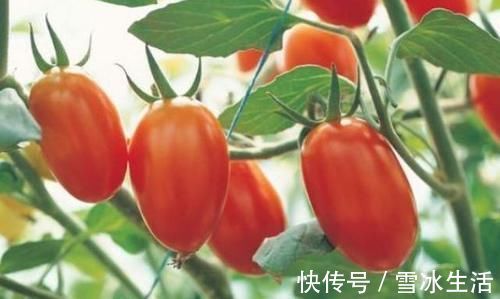 食物|每天坚持吃以下食物,净化肠道,清理血液,延缓衰老