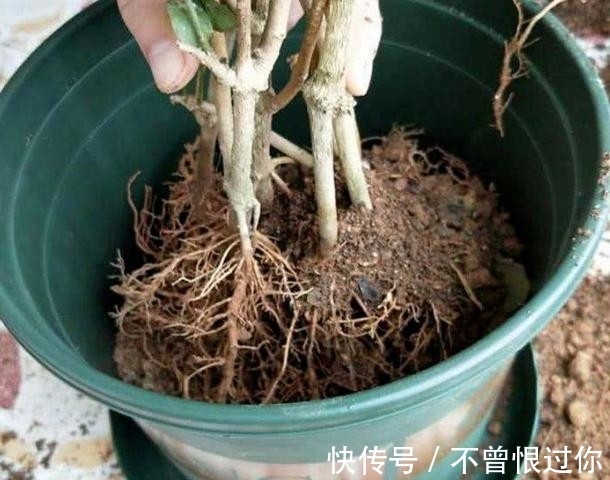 花草|都知道啤酒养花好,然而,没掌握住“浓度配比”却会出大事