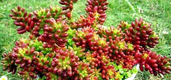 爆盆|以下这种多肉植物，一片叶子掉土里就能生根，而且还容易爆盆