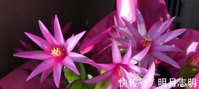 花市|蟹爪兰花期应该如何养护注意这几点,花开不断,开花爆盆!