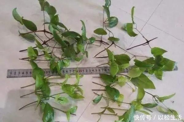 6月，最适合扦插的花，一插就活，大白根冒疯了