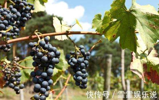 滋养|皱纹多半“讨厌”5类水果,女性常吃,或能滋养肌肤,显年轻