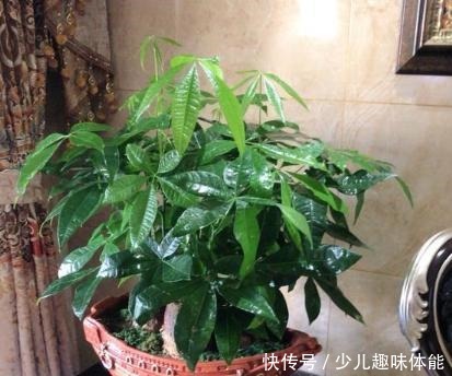 发财树一到冬天就黄叶烂根,养护注意这几点,叶片翠绿蹭蹭长!