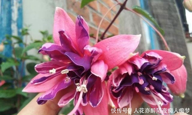 养花就养这几款,全年开花不停,芳香四溢,养在家中香飘满屋