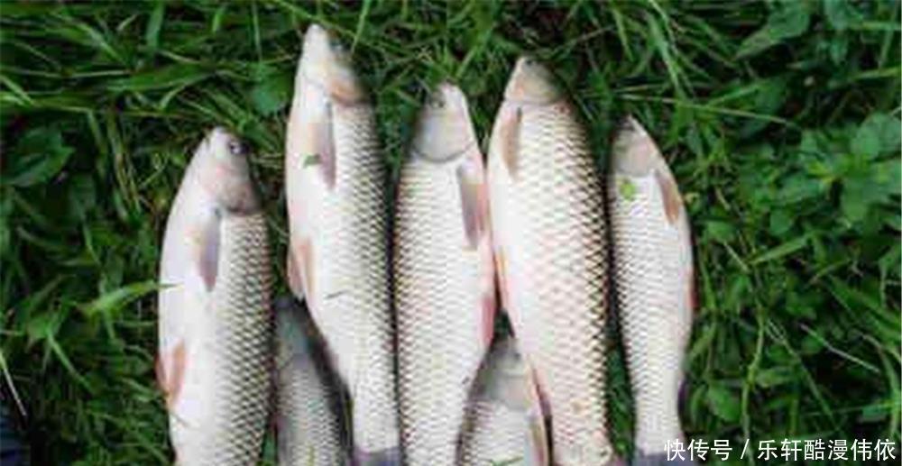 素饵|初夏野钓“最强素饵”,用这些饵料钓大鱼,少有“空军”的时候!