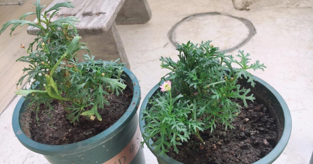 种花|8种花赶紧剃头,剃得越狠,开花越多