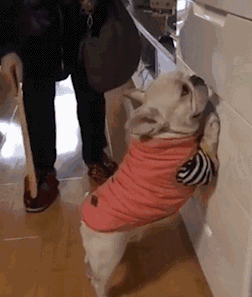 |搞笑GIF图：美女扔捧花的技术不错啊，后面没一个人接到