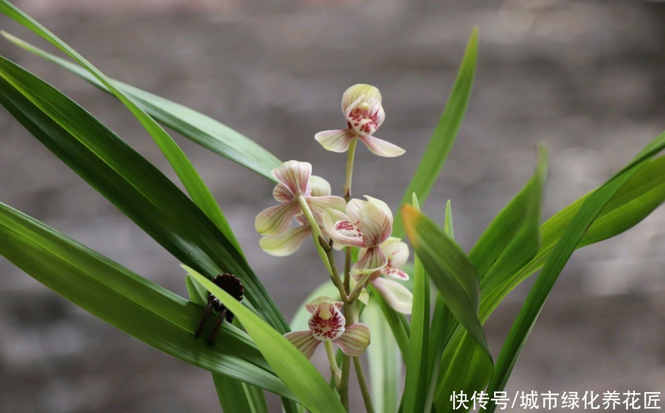 韭菜|3年的兰花养成了爆盆韭菜，有必要给兰花分苗换盆吗？