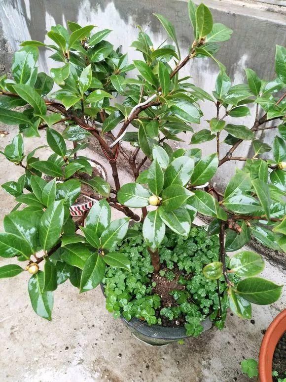 根系生长|6种花爱“喝酒吃醋”,半月来1勺,叶片浓绿滴油,狂开花!