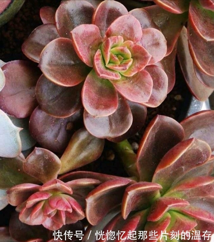 这一种多肉,很容易一头变多头,肥水跟上,茁壮又娇艳