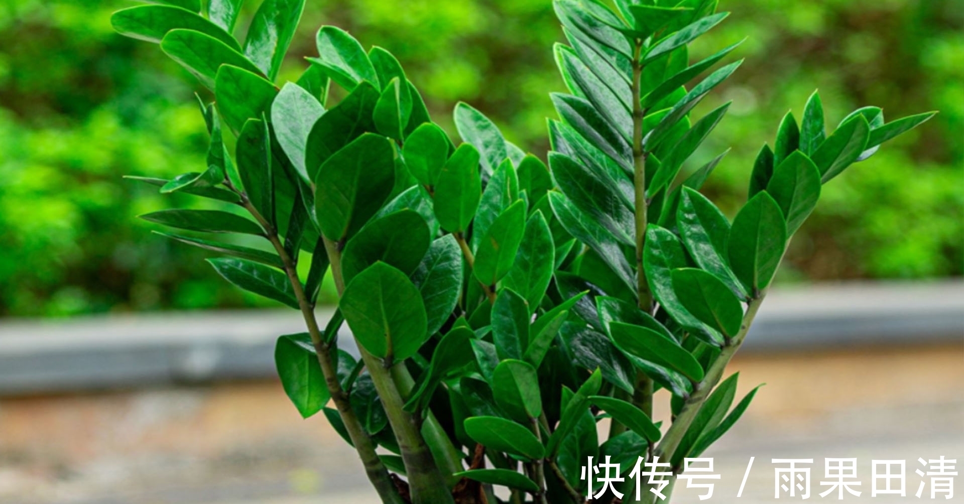 金钱树冬天怎么养?2个重点要了解,避免黄叶掉叶,茎杆黑腐