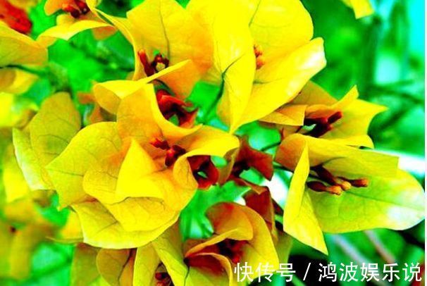 秋色|喜欢三角梅，就养“珍稀名品”柠檬黄三角梅，金光灿灿，赏秋色
