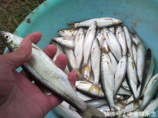 白条|白条精？在安徽老家钓获巨型白条鱼，朋友：能长这么大，真没见过
