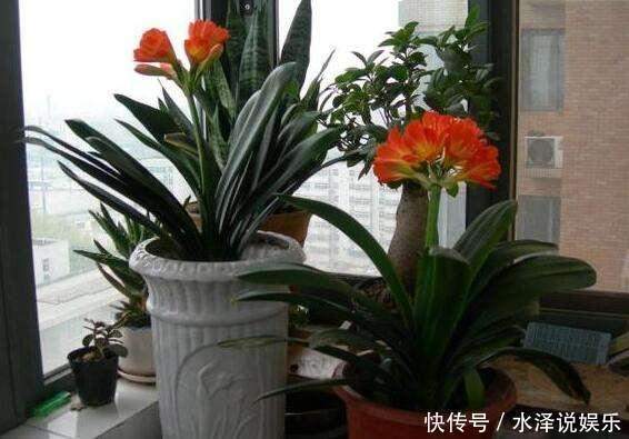 大豆|君子兰长得慢、不开花2种肥扔盆里，注意几点，轻松开爆盆