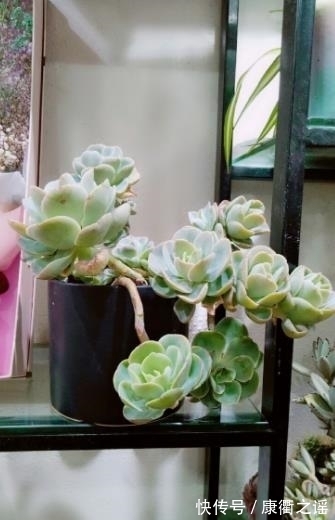 叶片|多肉白凤有个小机关,及时打开长势好,轻松养成悬崖桩