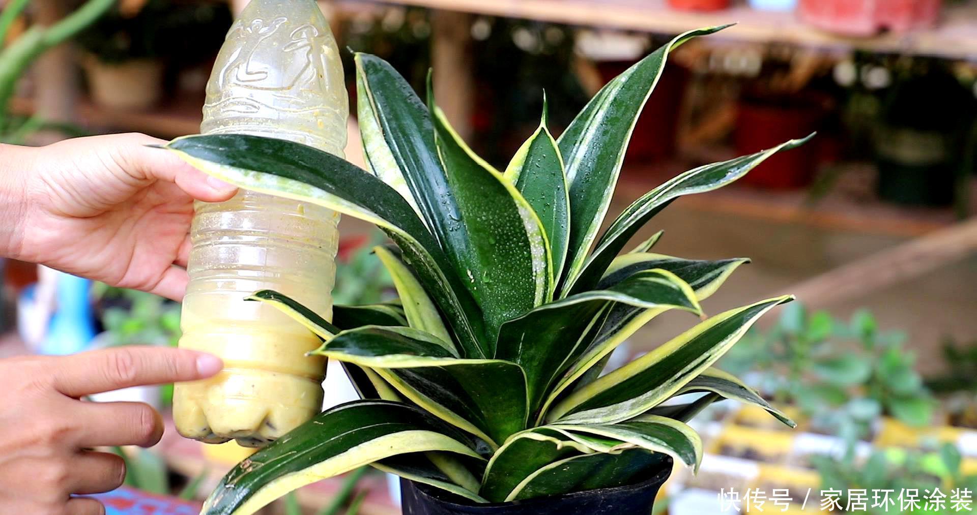 春天养虎皮兰,谨记3个小窍门,叶子宽又亮,小芽一个接一个