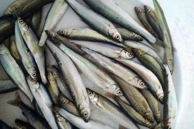 土豪|我国最美味的4种鱼,听说过的就很了不起,吃过两种以上都是土豪