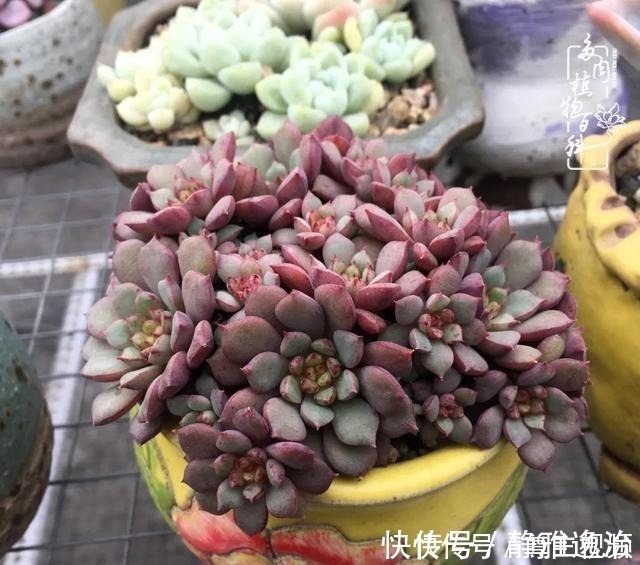 静夜|养多肉三年多,初见惊鸿!累并快乐着!养多肉三年多,初见惊鸿!累并快乐着!