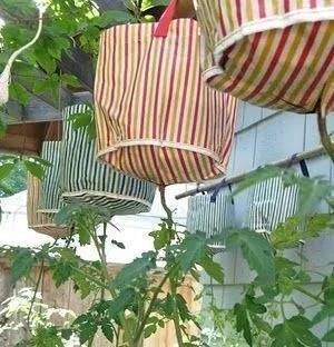 植物|没地种花种菜,没时间浇水几个塑料瓶就能解决,DIY变废为宝