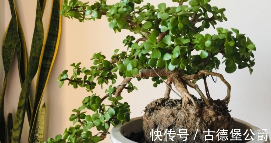 多注意这5点,金枝玉叶养成老桩,操作简单、成功率高