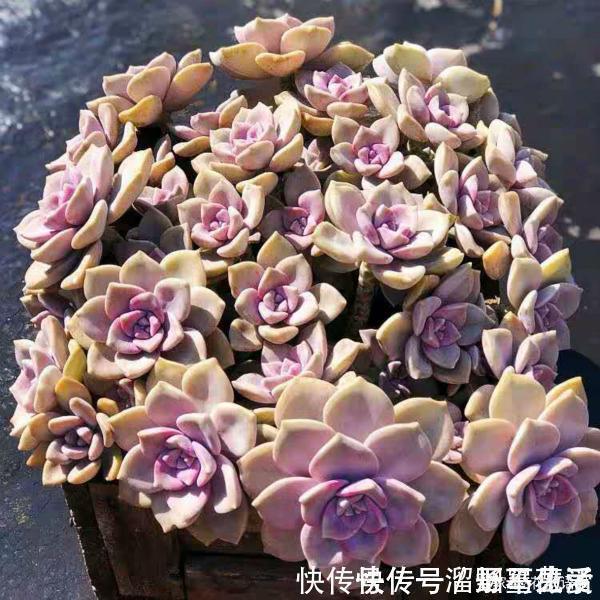 名字很美的多肉,一听名字就知道颜值高,好看又好养才是关键