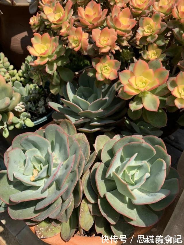 酥皮鸭|十几年的多肉“妖精”,自然老桩头,造型太美