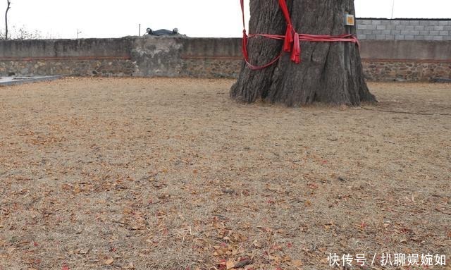 中年|一棵“五百年”银杏树的秋天和冬天, 在栖霞荆子埠村