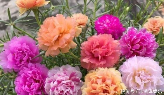 惊艳|此几款植物,娇小不占地,好养易爆盆,惊艳如花球