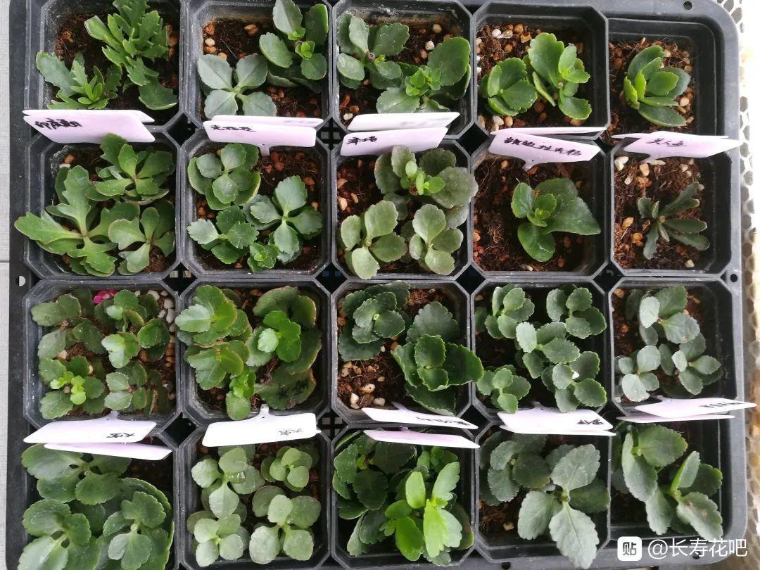 8种花夏天太容易死,现在赶紧扦插,死了也不心疼!